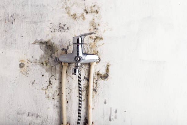 Best Certified Mold Removal  in Delhi, CA