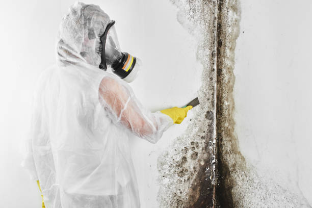 Best Attic Mold Removal  in Delhi, CA