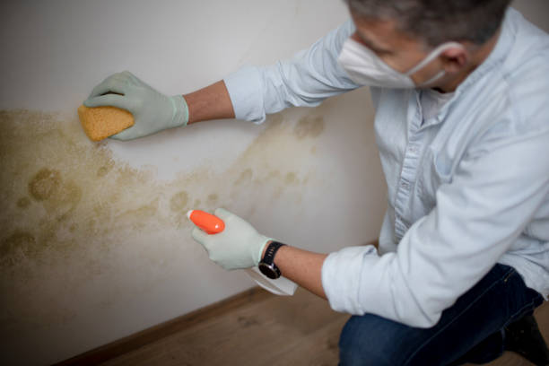 Best Mold Removal and Inspection  in Delhi, CA