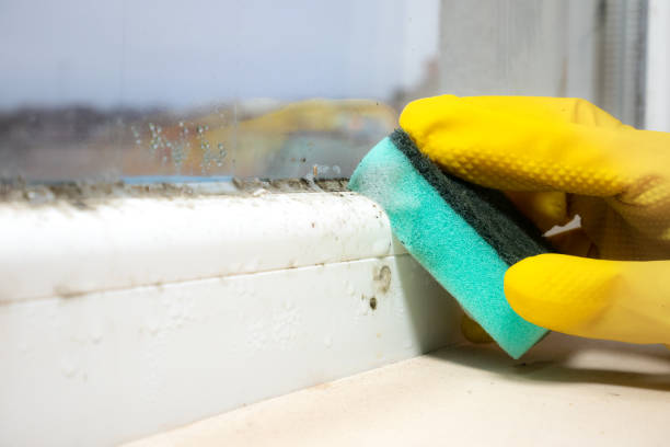 Best Mold Testing  in Delhi, CA