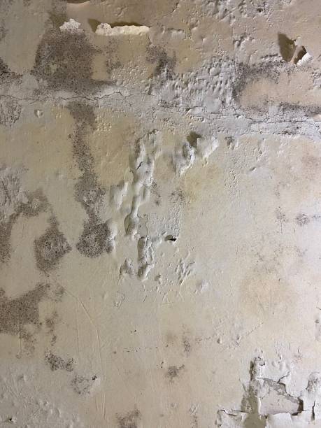 Best Mold Testing  in Delhi, CA