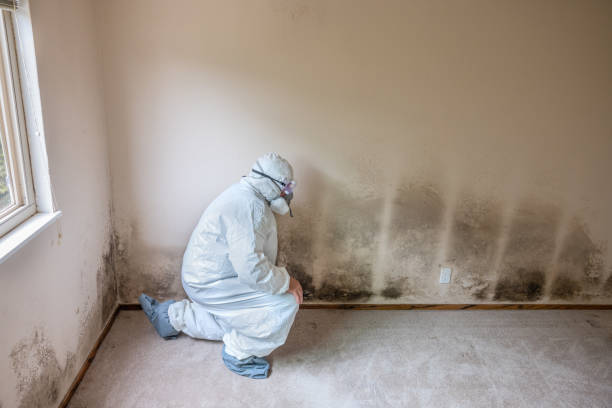 Best Commercial Mold Removal  in Delhi, CA