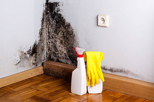 Best Commercial Mold Removal  in Delhi, CA