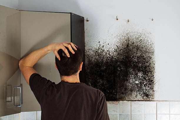 Best Mold Damage Repair  in Delhi, CA