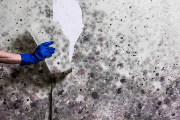Best Mold Testing  in Delhi, CA