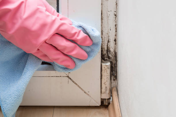 Best Attic Mold Removal  in Delhi, CA